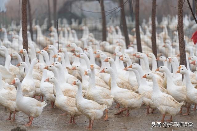 全面清查违法养殖，多地养殖场被拆，养殖户该如何应对？