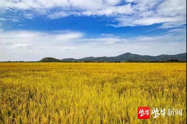 绿色生态建设见成效！“水中大熊猫”桃花水母现身苏州