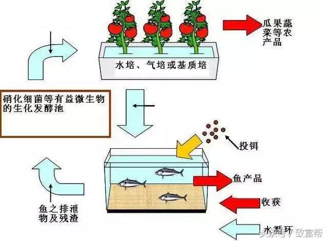 这种鱼菜共生模式，技术简单，小小空间就能带来巨大经济效益！