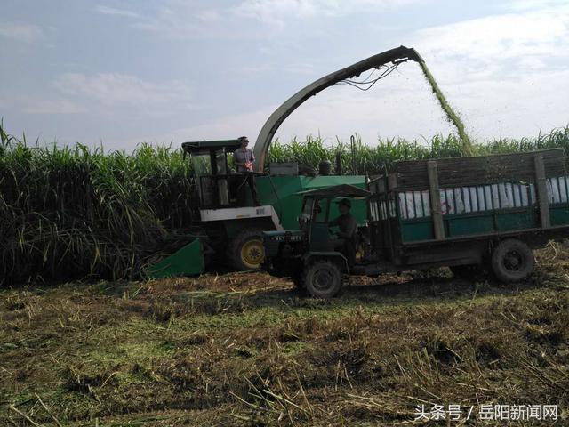 泰平牧业荣获农业部肉牛示范养殖场