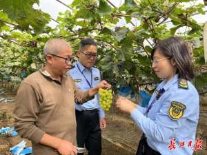 玫瑰养殖基地要多少钱(“阳光玫瑰”葡萄农残超标？ 东西湖区“快检”全部合格)