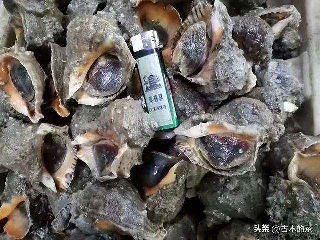 管角螺的生物特性及养殖技术