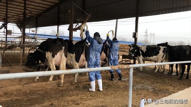 奶牛管理与乳品质量， 奶牛养殖中的最佳实践，确保高质量乳制品