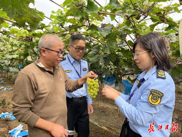 “阳光玫瑰”葡萄农残超标？ 东西湖区“快检”全部合格