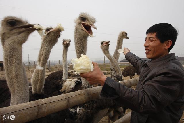 鸵鸟肉营养价值极高，全身都是宝，经济价值高！适合养殖吗？