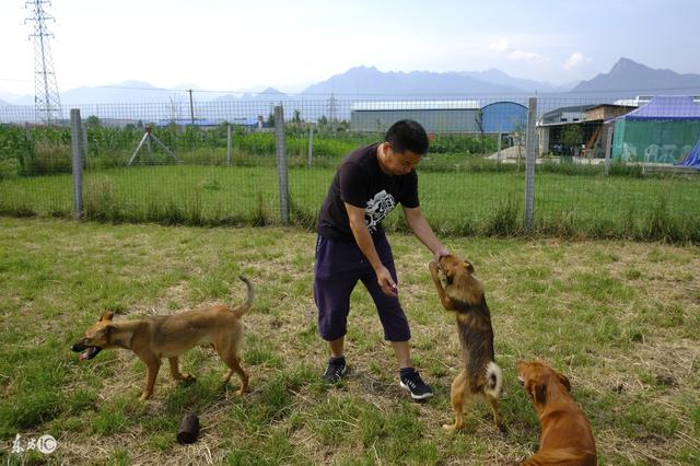 在农村养狗，把握好这五关，狗狗在也不会生病