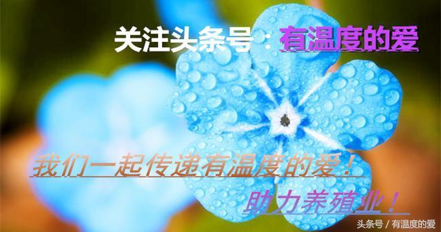 简单实用、效果卓著的5大斗鸡保健技巧，95%的鸡友都不知道！