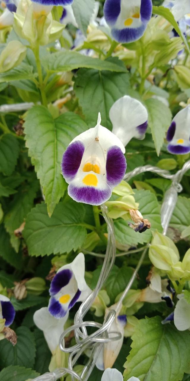 我没见过的花，别人却说是普通的，萝卜海棠。首次见蓝猪耳花