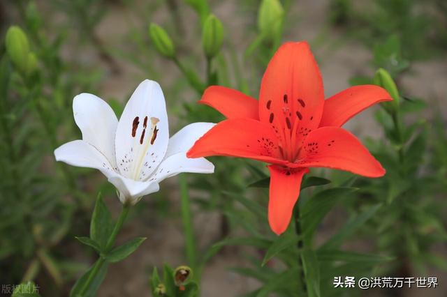 百合花怎么养，4个步骤手把手教你养殖百合花