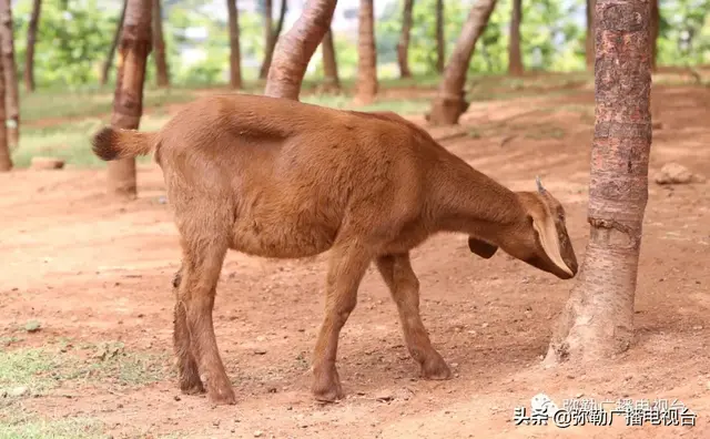 厉害！弥勒这个养殖基地，免费发小羊