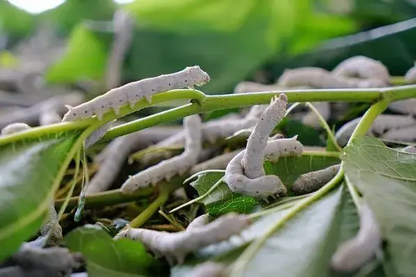 做染料，做饲料，还能当宠物……虫子简直无所不能