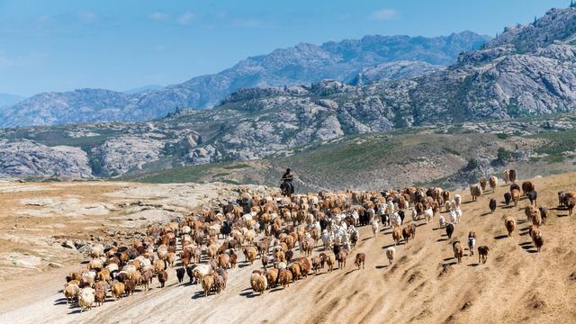 一个人养羊300只，一年能挣多少钱？真相与理想永远有差距