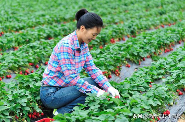 秋季草莓栽种正当时，掌握好移栽定植技巧，缓苗快、成活率高