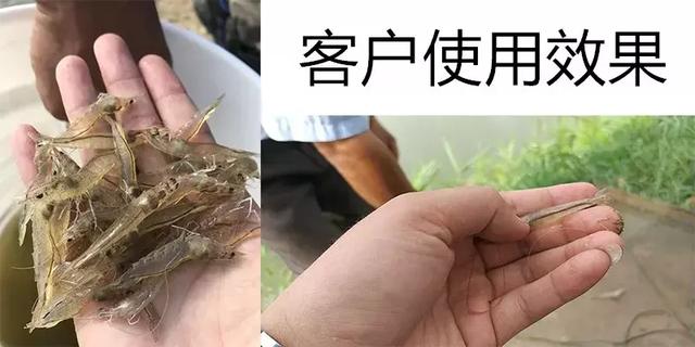 案例分享丨用了这个方案王老板养殖的南美白对虾肝好肠好长的快