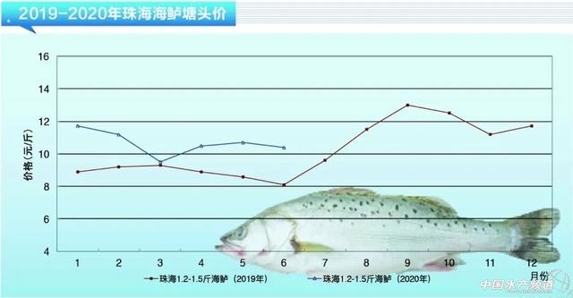 《海鲈养殖调研报告·下篇》｜且看鲈鱼如何“笑傲江湖”