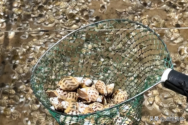 方斑东风螺的生物习性与高效的人工养殖育苗技术