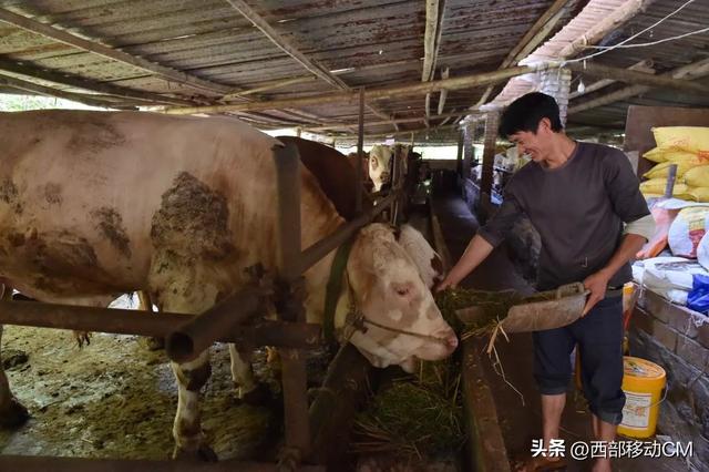 水富杨兴荣：十年如一日，坚守养牛走上致富路