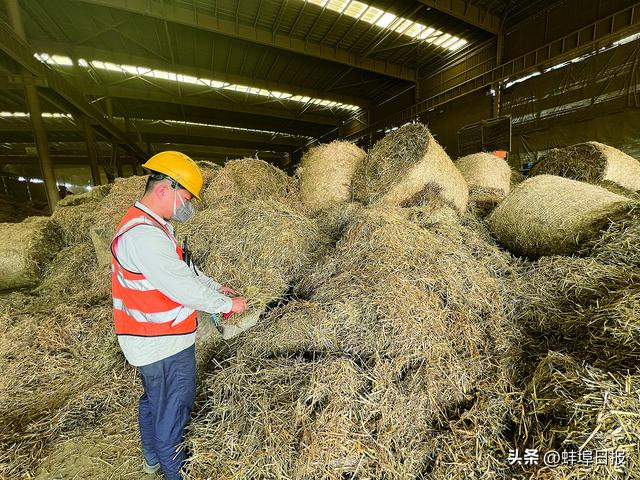 此柴变彼财——怀远秸秆综合利用频出新招探寻农业减碳新路