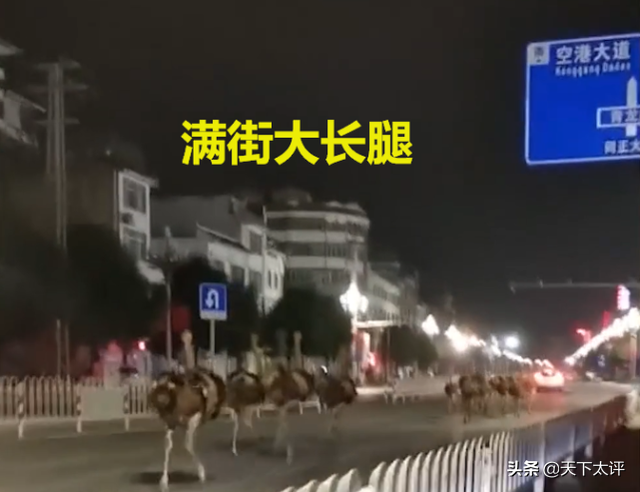 广西100多只鸵鸟一夜“进城”街头赛跑，养殖场：他们还有战术