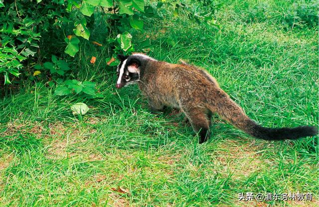 特种养殖果子狸是否需要办证？