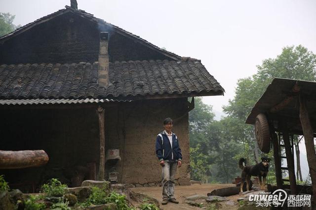 养八条狗可对付野猪群 招土蜂种天麻老王靠山致富