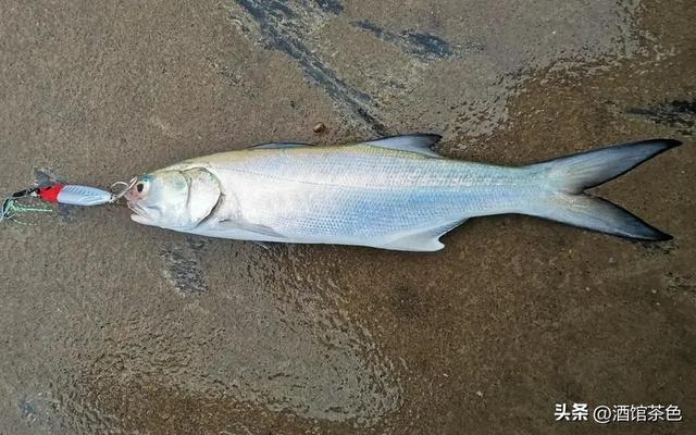 马友鱼的生物特征，以及其生态健康养殖技术