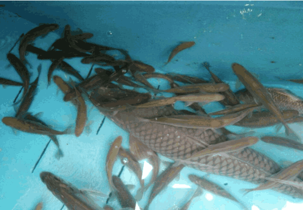 此鱼乃是广西特产，可散发芝麻的香味，最高300元一公斤