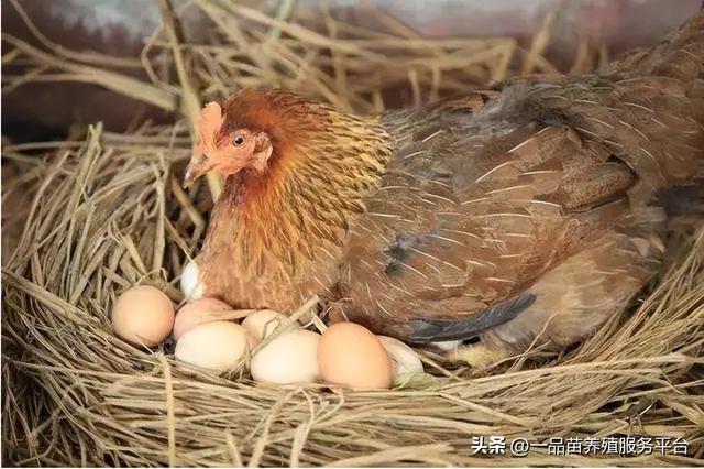 提高土鸡产蛋量，缩短母鸡停蛋期，用这三物拌料效果很“独门”