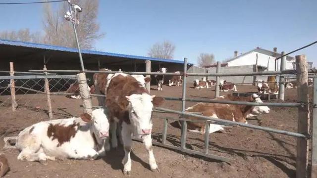 扎鲁特旗：加大肉牛品种改良力度 促进肉牛产业提质增效