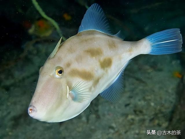 绿鳍马面鲀的生物学特性和养殖技术