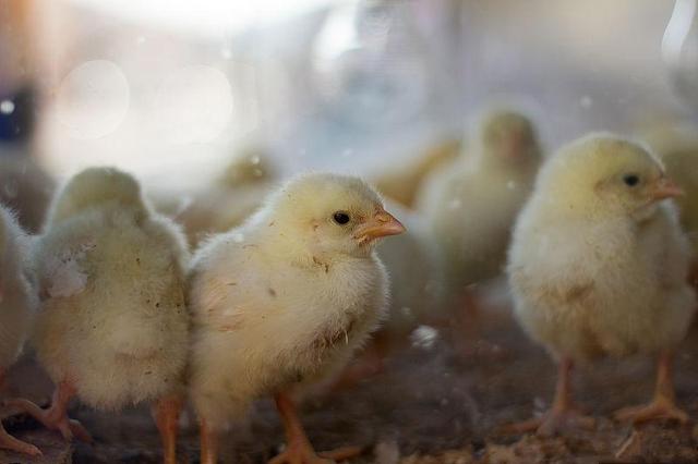 养鸡技术｜笼养肉鸡的饮水、卫生和温度管理