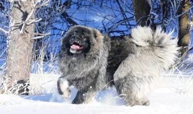 “牧场守护者”猛犬高加索