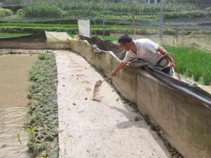 长沙青蛙养殖场(桐木坪乡：养蛙达人刘海军 栉风沐雨踏出致富新路径)