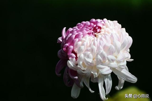 菊花怎么养殖方法，菊花最好的养殖方法