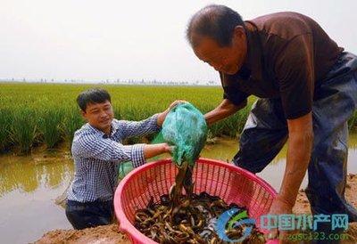 稻田养殖台湾泥鳅技术