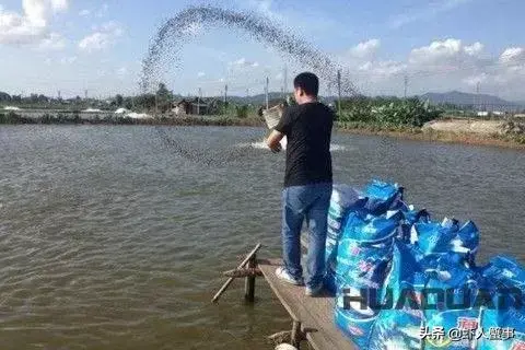 龙虾养殖户注意！六月下旬不注意这个问题，后期养殖将亏损