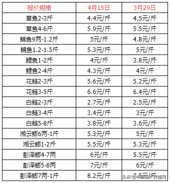 草鱼全面涨价，鲫鱼缺货收购商提价抢！走鱼快了价格涨了，放苗积极性高了，常规鱼迎来一波小高潮？