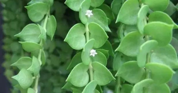 这八种垂吊植物挂在家里，让生活美成诗篇