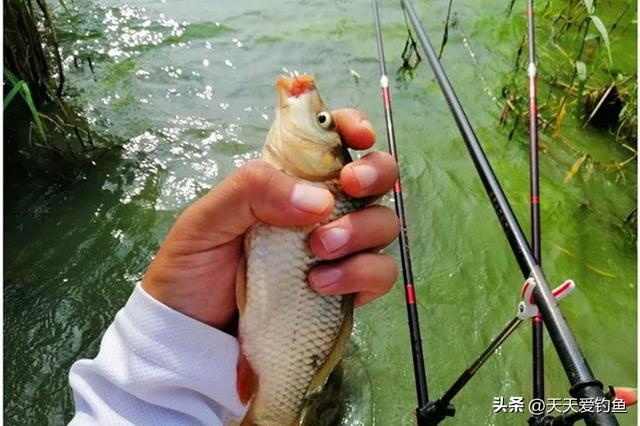 野钓鲤鱼重味型，用这3种味道的饵料，轻松钓到大鲤鱼