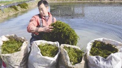 他初入河蟹养殖：第一年就亏本，不顾家人反对，再投资却遇台风