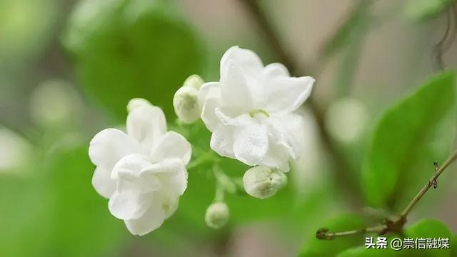 8月到啦，这些花可以开始播种扦插了哦~