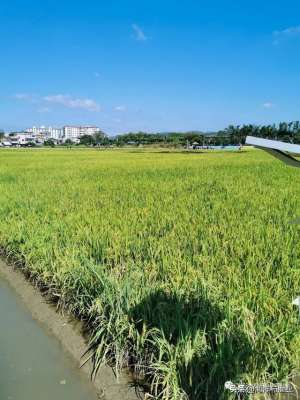 泥鳅养殖可行性分析(稻渔综合种养技术的广东实践)