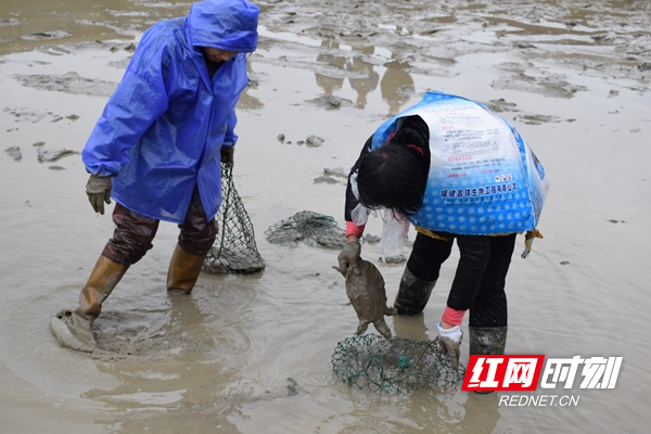 帮扶在一线丨通道：玉河青鳖走出侗乡 水产养殖增收致富