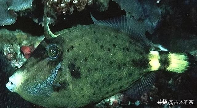 绿鳍马面鲀的生物学特性和养殖技术