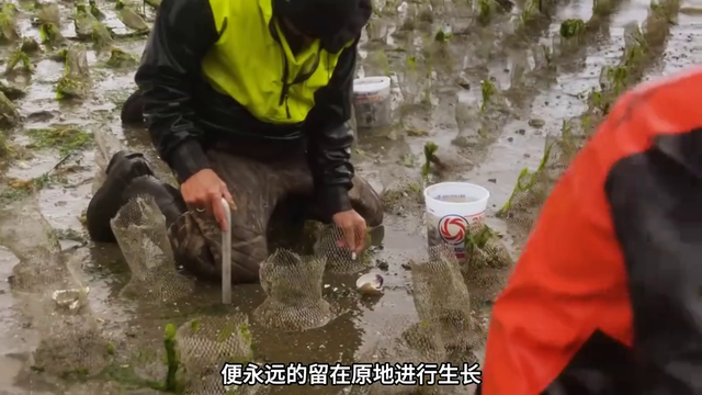 顶级野生象拔蚌从幼苗到成熟需要六年时间 #象拔蚌