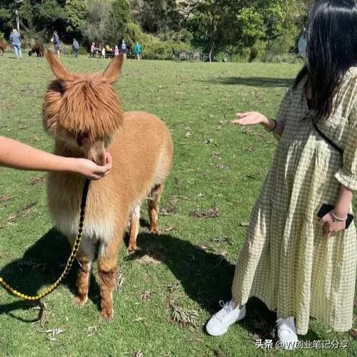 经济效益高达100万的新兴养殖项目？拥有比猪牛羊高的经济价值？