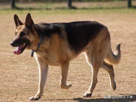 昆明犬、马犬和德牧的比较