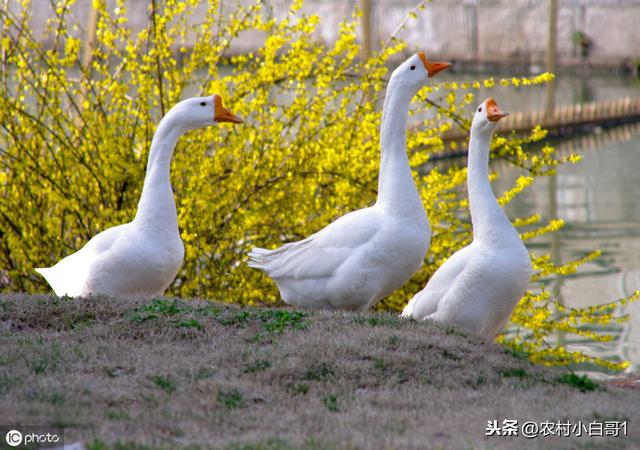 黄鼠狼的克星—农村大鹅