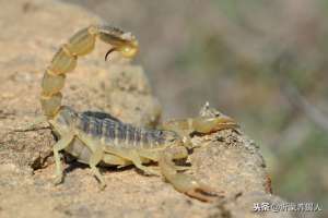 养殖蝎子吃什么食物(蝎子养殖场仿生养殖的常用饲料和种苗的繁育经验)