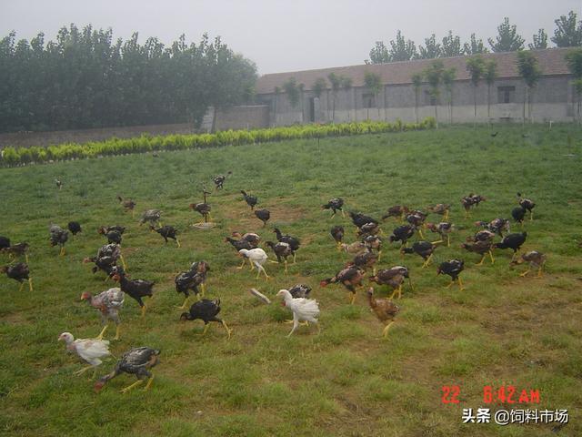 中国斗鸡，餐桌上的“战斗机”